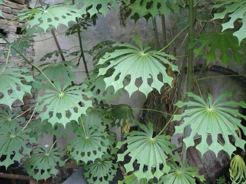 绿萝算是有毒植物吗 常见的六种有毒植物知多少